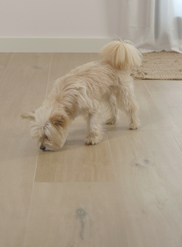 No barking at the doorbell